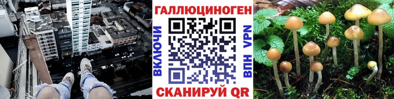OMG tor  Верея  Псилоцибиновые грибы Psilocybine cubensis 